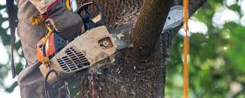 Trusted New Windsor, MD Tree Removal Experts