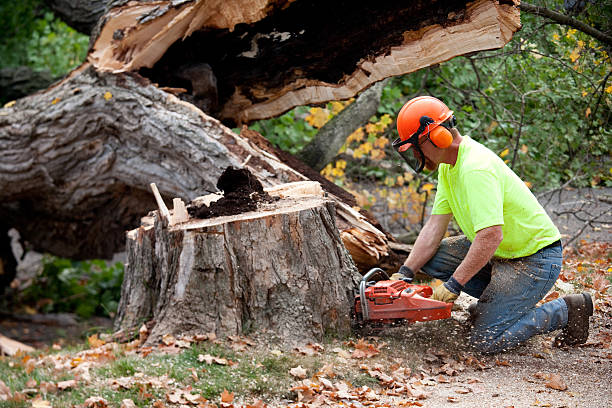 Best Fruit Tree Pruning  in New Windsor, MD
