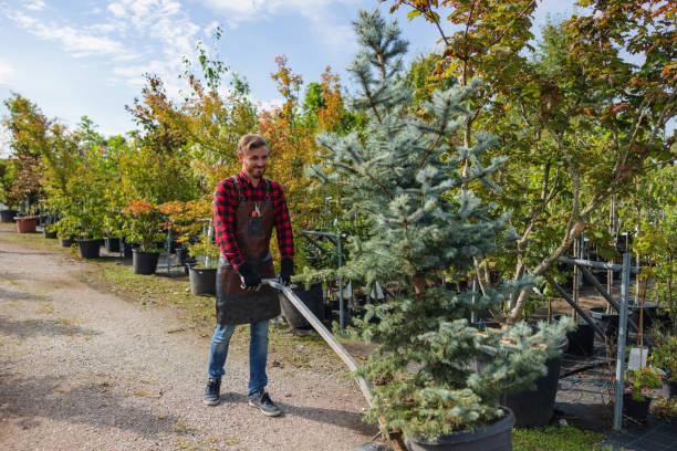 How Our Tree Care Process Works  in  New Windsor, MD
